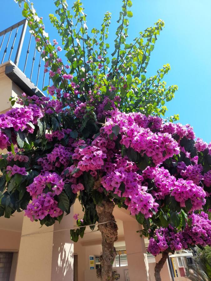 Bouganville Casa Vacanza Ambiente Climatizzato Con Wi Fi Pineto Eksteriør bilde